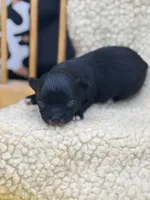 JDs black n white LC female , a female Chihuahua for sale in Cullowhee, NC – 3 of 10