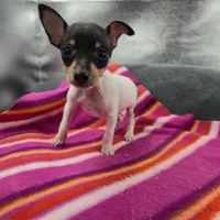 Tinkers Tiny Tim, a male Toy Fox Terrier for sale in Cullowhee, NC – 5 of 10