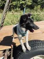Bruno male AKC, a male Shetland Sheepdog for sale in Cullowhee, NC – 7 of 9
