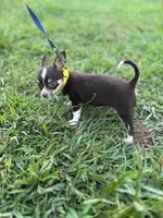  Tripp  male full AKC , a male Chihuahua for sale in Cullowhee, NC – 5 of 10