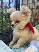 Precious Full Akc Champion sired female, a female Chihuahua for sale in Cullowhee, NC – 7 of 10
