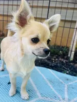 Mindy Full AKC female, a female Chihuahua for sale in Cullowhee, NC – 8 of 10