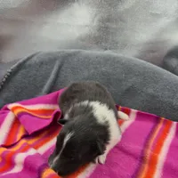 Farrah's Bi-blk female full Akc, a female Shetland Sheepdog for sale in Cullowhee, NC – 9 of 10