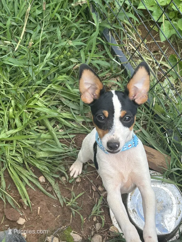 No papers Mini's Male # 4 – Toy Fox Terrier puppy for sale in Cullowhee, NC