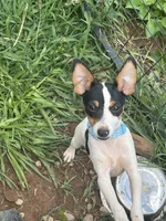 No papers Mini's Male # 4, a male Toy Fox Terrier for sale in Cullowhee, NC – 1 of 8