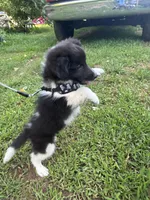 Lucy male black and white full AKC , a male Shetland Sheepdog for sale in Cullowhee, NC – 7 of 10