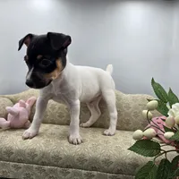 Full AKC Mini's Male # 1, a male Toy Fox Terrier for sale in Cullowhee, NC – 8 of 10