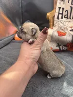 Panda Female long coat 2 full AKC, a female Chihuahua for sale in Cullowhee, NC – 6 of 10