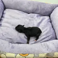 Full AKC Honey's Male # 1, a male Chihuahua for sale in Cullowhee, NC – Photo 5 of 6