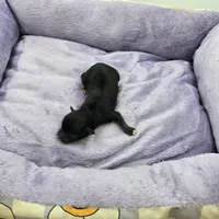 Full AKC Honey's Male # 1, a male Chihuahua for sale in Cullowhee, NC – Photo 6 of 6