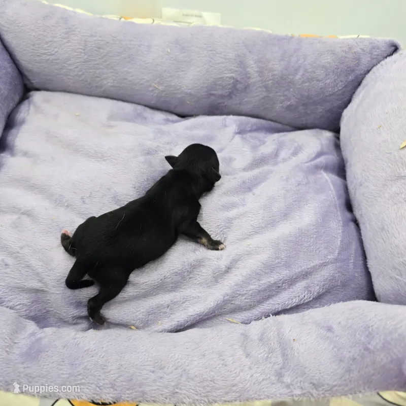 Full AKC Honey's Male # 1 – Chihuahua puppy for sale in Cullowhee, NC