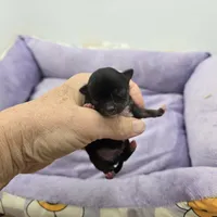 Full AKC Honey's Male # 1, a male Chihuahua for sale in Cullowhee, NC – Photo 4 of 6