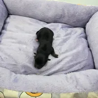 Full AKC Honey's Male # 1, a male Chihuahua for sale in Cullowhee, NC – Photo 2 of 6