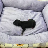 Full AKC Honey's Male # 1, a male Chihuahua for sale in Cullowhee, NC – Photo 3 of 6