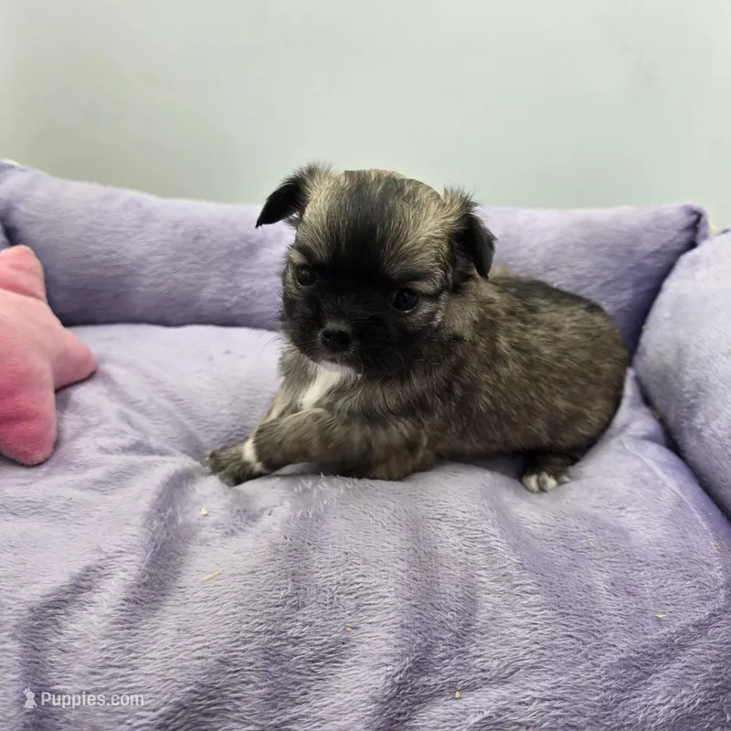 Full Akc Winnie f1 – Chihuahua puppy for sale in Cullowhee, NC