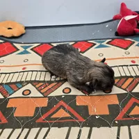 Full Akc Winnie f1, a female Chihuahua for sale in Cullowhee, NC – Photo 5 of 9