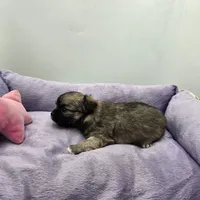 Full Akc Winnie f1, a female Chihuahua for sale in Cullowhee, NC – 6 of 10