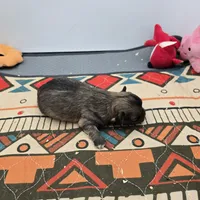 Full Akc Winnie f1, a female Chihuahua for sale in Cullowhee, NC – Photo 8 of 9