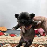 Full Akc Winnie f1, a female Chihuahua for sale in Cullowhee, NC – Photo 7 of 9