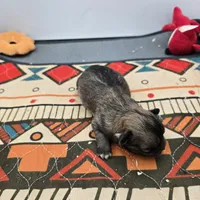 Full Akc Winnie f1, a female Chihuahua for sale in Cullowhee, NC – Photo 4 of 9