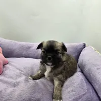 Full Akc Winnie f1, a female Chihuahua for sale in Cullowhee, NC – 10 of 10