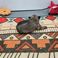 Full Akc Winnie f1, a female Chihuahua for sale in Cullowhee, NC – Photo 3 of 9