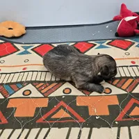 Full Akc Winnie f1, a female Chihuahua for sale in Cullowhee, NC – Photo 6 of 9