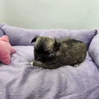 Full Akc Winnie f1, a female Chihuahua for sale in Cullowhee, NC – 5 of 10