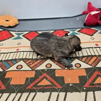 Full Akc Winnie f1, a female Chihuahua for sale in Cullowhee, NC – Photo 2 of 9