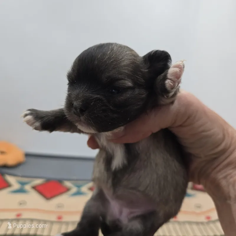 Full Akc Winnie f1 – Chihuahua puppy for sale in Cullowhee, NC