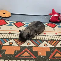 Full Akc Winnie f1, a female Chihuahua for sale in Cullowhee, NC – Photo 9 of 9