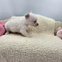 Full AKC Joey Blue eyed hidden merle male, a male Chihuahua for sale in Cullowhee, NC – 10 of 10