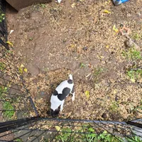 Gidget, a female Toy Fox Terrier for sale in Cullowhee, NC – 8 of 9