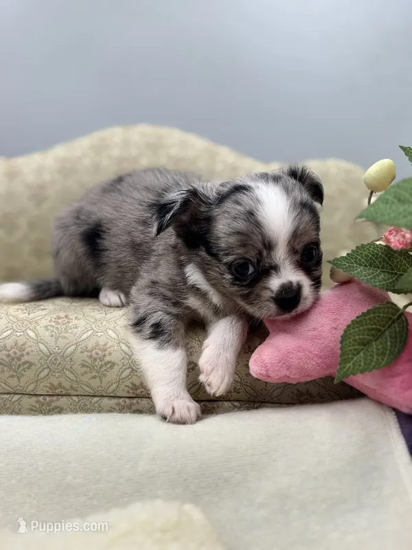 Full AKC Juliette Male # 1 – Chihuahua puppy for sale in Cullowhee, NC