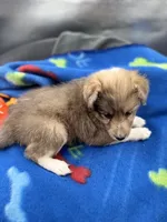 Full AKC Zina M 3, a male Shetland Sheepdog for sale in Cullowhee, NC – 9 of 10