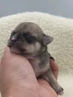 Full AKC Summer Male 1, a male Chihuahua for sale in Cullowhee, NC – 5 of 10
