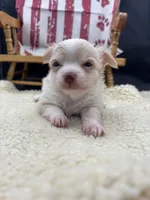 Male creme blue eyes full AKC , a male Chihuahua for sale in Cullowhee, NC – 6 of 10