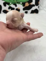 Amber female full AKC , a female Chihuahua for sale in Cullowhee, NC – Photo 8 of 10