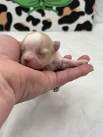 Amber female full AKC , a female Chihuahua for sale in Cullowhee, NC – Photo 10 of 10