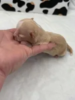 Amber female full AKC , a female Chihuahua for sale in Cullowhee, NC – Photo 9 of 10