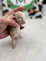 Amber female full AKC , a female Chihuahua for sale in Cullowhee, NC – Photo 6 of 10