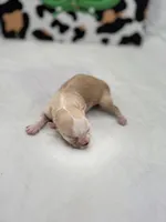 Amber female full AKC , a female Chihuahua for sale in Cullowhee, NC – Photo 4 of 10