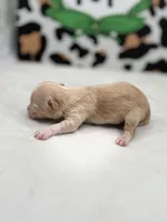 Amber female full AKC , a female Chihuahua for sale in Cullowhee, NC – Photo 5 of 10