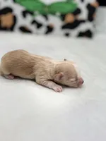 Amber female full AKC , a female Chihuahua for sale in Cullowhee, NC – Photo 7 of 10