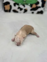 Amber female full AKC , a female Chihuahua for sale in Cullowhee, NC – Photo 3 of 10