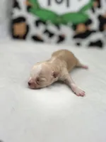 Amber female full AKC , a female Chihuahua for sale in Cullowhee, NC – Photo 2 of 10