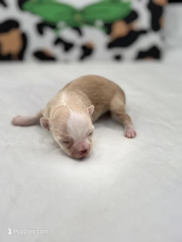 Amber female full AKC  – Chihuahua puppy for sale in Cullowhee, NC