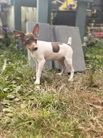 Cupcake chocolate male, a male Toy Fox Terrier for sale in Cullowhee, NC – 6 of 10