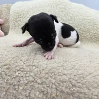 Cupcake tiny tri male, a male Toy Fox Terrier for sale in Cullowhee, NC – 6 of 10