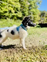 Belles  full AKC , a female Shetland Sheepdog for sale in Cullowhee, NC – 5 of 9